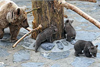 Carnet rose du Zoo de Servion, ours bruns de Syrie - Martine a donn naissance  trois oursons