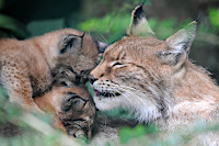 Deux jeunes lynx pointent le bout de leur nez. Zoo de Servion, 15 juillet 2020