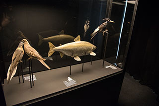 Exposition au Muse de Zoologie - Un mausole pour huit animaux disparus - Lausanne, avril 2019