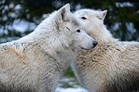 Le loup arctique Amadeus gagne le cur dIris - Servion, fvrier 2017 (cliquer ICI)
