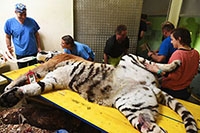 Oural retourne sur le billiard - Opration dentaire, tigre du Zoo de Servion, septembre 2017
