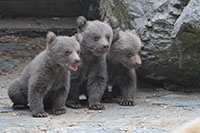 Carnet rose du Zoo de Servion, ours bruns de Syrie - Martine a donn naissance  trois oursons - Avril 2018