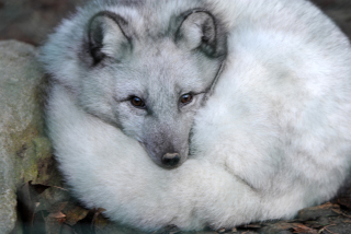 Trois renards polaires dcouvrent le Jorat. Zoo de Servion, dcembre 2019. Reportage de Dany Schaer, journaliste photographe