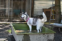 Un chien peut vivre heureux sur trois pattes - SOS Chiens Polaires - Aot 2019 (cliquer ICI)