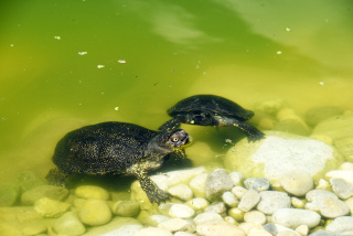 Les tortues dcouvrent leur nouvel tang - Centre Emys, lcher de 40 cistudes - Chavornay, aot 2020. Reportage de Dany Schaer, journaliste photographe