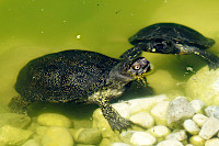 Les tortues dcouvrent leur nouvel tang - Centre Emys, lcher de 40 cistudes - Chavornay, aot 2020
