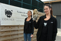 Erminea recueille et soigne les animaux de la faune blesss - Association  Chavornay, octobre 2020 (cliquer ICI)