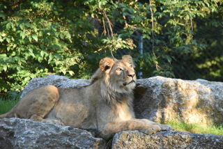 Makuti, le jeune lion de Servion cherche le calme - Zoo de Servion, juillet 2020 - Reportage de Dany Schaer, journaliste photographe