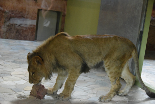 Makuti, le jeune lion de Servion cherche le calme - Zoo de Servion, juillet 2020 - Reportage de Dany Schaer, journaliste photographe
