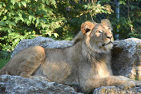 Makuti, le jeune lion de Servion cherche le calme - Zoo de Servion, juillet 2020