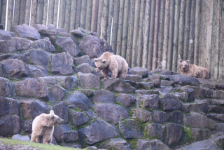 Les jeunes ours du zoo partent pour Hamerton, Royaume Uni - Zoo de Servion, janvier 2020. Reportage de Dany Schaer, journaliste photographe