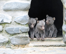 Les jeunes ours du zoo partent pour Hamerton, Royaume Uni - Zoo de Servion, janvier 2020. Reportage de Dany Schaer, journaliste photographe