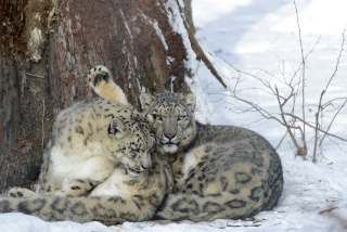 Alta, panthre des neiges, nous a quitt - Zoo de Servion - 25 fvrier 2021 - Reportage de Dany Schaer, journaliste photographe