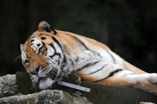 Oural sen est all - Tigre de Sibrie du Zoo de Servion, le 18 novembre 2021. Reportage de Dany Schaer, journaliste photographe
