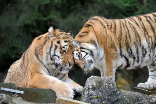 Oural sen est all - Tigre de Sibrie du Zoo de Servion, le 18 novembre 2021. Reportage de Dany Schaer, journaliste photographe