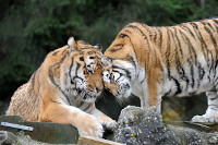 Oural sen est all - Tigre de Sibrie du Zoo de Servion, le 18 novembre 2021 (cliquer ICI)
