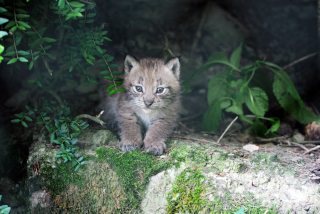 Trois bbs lynx au zoo de Servion - Paru dans l'Echo du Gros-de-Vaud le 23 juin 2022 - Reportage de Dany Schaer, journaliste photographe