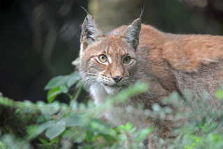 Trois bbs lynx au zoo de Servion - Paru dans l'Echo du Gros-de-Vaud le 23 juin 2022 - Reportage de Dany Schaer, journaliste photographe