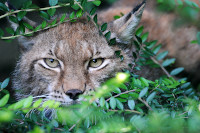 Trois bbs lynx au zoo de Servion - Paru dans l'Echo du Gros-de-Vaud le 23 juin 2022 (cliquer ICI)