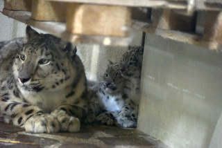 Deux jeunes panthres des neiges au zoo de Servion. Reportage de Dany Schaer, journaliste photographe, 21 juillet 2022