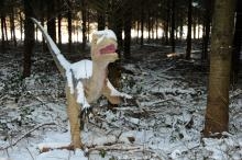 Ajout au panier - Pour commander cette photo, cliquer ICI