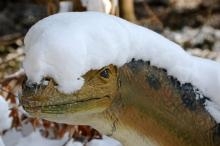 Ajout au panier - Pour commander cette photo, cliquer ICI