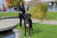 Animalia 2012 : Toutou cool dans les jardins de Beaulieu (Cliquer ICI)