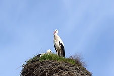 Ajout au panier - Pour commander cette photo, cliquer ICI