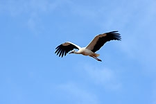 Ajout au panier - Pour commander cette photo, cliquer ICI