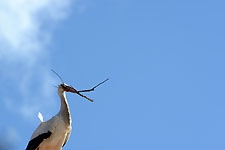 Ajout au panier - Pour commander cette photo, cliquer ICI