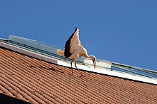Ajout au panier - Pour commander cette photo, cliquer ICI