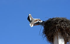 Ajout au panier - Pour commander cette photo, cliquer ICI
