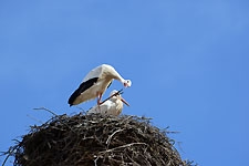 Ajout au panier - Pour commander cette photo, cliquer ICI