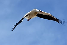 Ajout au panier - Pour commander cette photo, cliquer ICI