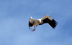 Ajout au panier - Pour commander cette photo, cliquer ICI