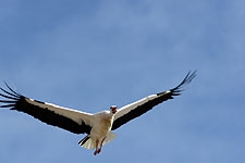 Ajout au panier - Pour commander cette photo, cliquer ICI