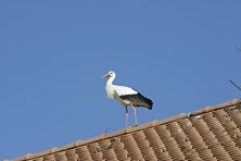 Ajout au panier - Pour commander cette photo, cliquer ICI