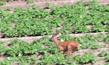 Ajout au panier - Pour commander cette photo, cliquer ICI