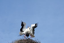 Ajout au panier - Pour commander cette photo, cliquer ICI