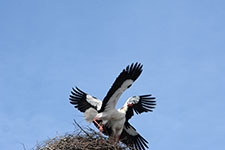 Ajout au panier - Pour commander cette photo, cliquer ICI