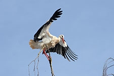 Ajout au panier - Pour commander cette photo, cliquer ICI