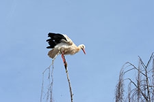 Ajout au panier - Pour commander cette photo, cliquer ICI