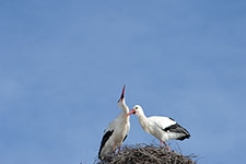 Ajout au panier - Pour commander cette photo, cliquer ICI
