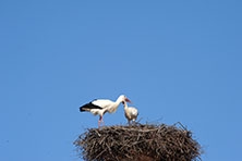 Ajout au panier - Pour commander cette photo, cliquer ICI
