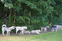 Les chiens font la course en t�te. Canicross, St-Cierges, juin 2019 (cliquer ICI)