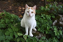 Ajout au panier - Pour commander cette photo, cliquer ICI