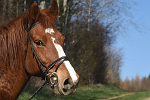 Ajout au panier - Pour commander cette photo, cliquer ICI