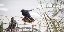 Ajout au panier - Pour commander cette photo, cliquer ICI