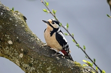 Ajout au panier - Pour commander cette photo, cliquer ICI