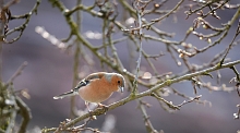 Ajout au panier - Pour commander cette photo, cliquer ICI